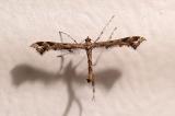92395287_Braune-Federmotte_Amblyptilia-acanthadactyla_Aic_2023-07-24-PS.jpg