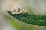 92705875_Zahnbindenzuensler_Cynaeda-dentalis_23Aug12AiC_PS.jpg