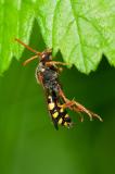 93291859Gelbfuehler-WespenbieneNomada_fulvicornisAic20240605-PS.jpg