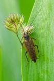 93443087Lapplad-WaldschabeEctobius_lapponicusAic20240605-PS.jpg