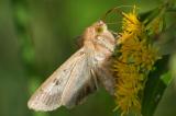 93578294_Baumwoll_Kapseleule_Helicoverpa-armigera_AIC_2023_11_14-PS.jpg