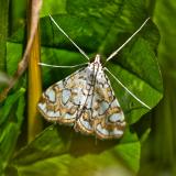 94318625-1SeerosenzuenslerElophila_nymphaeata_Aic20240618-PS.jpg