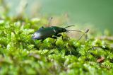 94515760Buntgrablaeufer_unbest_Poecilus_spec.PE20241018-PS.jpg