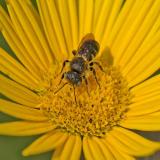 95490640BedornteSchneckenhausbieneOsmia_spinulosaLechauKoeA20240628-PS.jpg