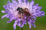 95491530Knautien-SandbieneAndrena_hattorfianaLechauKoeA20240628-PS.jpg