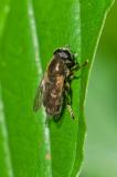 96226867Cheilosia-caerulescens-2024-07-05-PS_.jpg