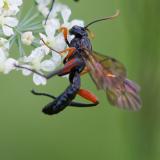 96484797Phaenolobus-terebrator-M-PS.jpg
