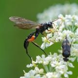 96484798Phaenolobus-terebrator-M-PS.jpg
