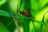 96579292-GoldgelbeSchnepfenfliegeRhagio-tringarius-NSG-Kiss-H-2024-07-05-PS.jpg