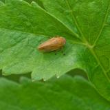 97147347WiesenschaumzikadePhilaenus_spumariusAic20240612-PS.jpg
