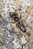 97443658GlaenzendeNatternkopf-MauerbieneHoplitis_aduncaAic20240612-PS.jpg