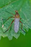 97456960HelleTanzfliegeEmpis_lividaAic20240622-PS.jpg