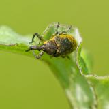 97458361KratzdistelruesslerLarinus_turbinatusAic20240622-PS.jpg