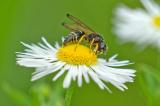 97459580Gymnomerus_laevipesAic20240622-PS.jpg