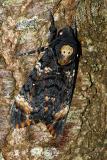 Acherontia-atropos-Augsburg-20151003-PS.jpg