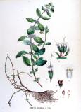 Acker-Minze-Mentha-arvensis-Kops.jpg