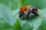 Ackerhummel-Bombus-pascuorum-Lechauen-_1-PS_.jpg