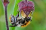 Ackerhummel-Bombus-pascuorum-Lechauen-_4_-PS.jpg