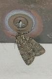 Acronicta-rumicis-PS.jpg
