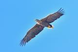 Adler_Seeadler_160_Dorum-PS.jpg