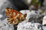 Aehnlicher-Perlmutterfalter-Boloria-napaea-Lechtaler-Alpen-2100m--_1_-PS.jpg