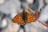 Aehnlicher-Perlmutterfalter-Boloria-napaea-Lechtaler-Alpen-2100m--_2_-PS.jpg