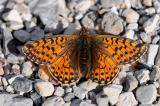 Aehnlicher-Perlmutterfalter-Boloria-napaea-Lechtaler-Alpen-2100m--_3_-PS.jpg