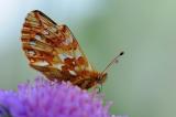 Aehnlicher-Perlmutterfalter-Boloria-napaea-Lechtaler-Alpen-2400m-_1_-PS.jpg