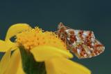 Aehnlicher-Perlmutterfalter-Boloria-napaea-Lechtaler-Alpen-2400m-_2_-PS.jpg