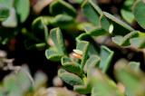 Alpen-Gelbling-Colias-phicomone-Eiablage-auf-Scheiden-Kronwicke-Coronilla-vaginalis-Lchtaler-Alpen-PS.jpg