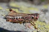 Alpen-Keulenschrecke--_Aeropedellus--variegatus_-w-Graubuenden-_1_-PS.jpg