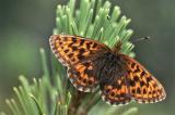 Alpen-Perlmuttfalter_Boloria-thore_1b.jpg