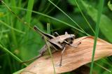 Alpen-Strauchschrecke-Pholidoptera-aptera-PS.jpg