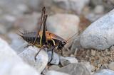 Alpen-Strauchschrecke-Pholidoptera-aptera-Wildflussaue-Ammereinzugsgebiet-PS.jpg