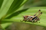 Alpen-Strauchschrecke-_Pholidoptera-aptera_-Larve-Pfaffenwinkel_PS.jpg