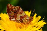 Alpenmatten-Perlmutterfalter-Boloria-pales-Lechtaler-Alpen-2400m-_1_-PS.jpg