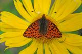 Alpenmatten-Perlmutterfalter-Boloria-pales-Lechtaler-Alpen-2400m-_2_-PS.jpg