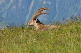 Alpensteinbock-Capra-ibex-Lechquellengebirge-PS.jpg