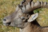 Alpensteinbock-Capra-ibex-Saeuling-PS.jpg