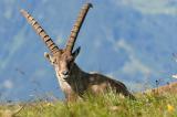 Alpensteinbock-_Capra-ibex_-Churfirsten--_1_-PS.jpg