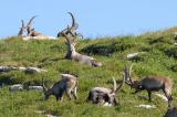 Alpensteinbock-_Capra-ibex_-Churfirsten--_2_-PS.jpg