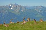 Alpensteinbock-_Capra-ibex_-Churfirsten--_3_-PS.jpg