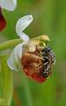 Ameisen-Schwebfliege-(Microdon-mutabilis)-M-Scheinkopulation-auf-Orchidee-hier-Hummel-Ragwurz-(Ophrys-holoserica)-PS.jpg