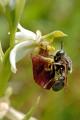 Ameisen-Schwebfliege-(Microdon-mutabilis)-M-Scheinkopulation-auf-Orchidee-hier-Hummel-Ragwurz-(Ophrys-holoserica).jpg
