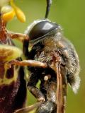 Ameisen-Schwebfliege-Ausschnitt-3-PS.jpg
