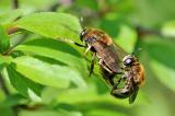 Ameisen-Schwebfliege-Microdon-mutabilis-Flugplatzheide-PS.jpg