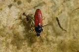 Ampedus_sanguineus-PS.JPG