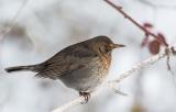 Amsel-2013-01-20.jpg