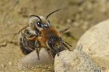 Andrena-barbilabris-Paarung-Stadtbrache-Augsburg---_3_-PS.jpg