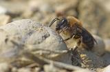 Andrena-barbilabris-w-am-feuchten-Schlamm-leckend-Stadtbrache-Augsburg---_1_-PS.jpg